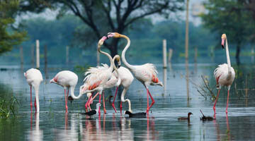 Golden Triangle Tour with Bharatpur 6 Nights 7 Days